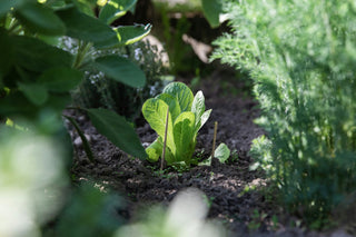 How to Prevent and Reduce Weeds, Naturally